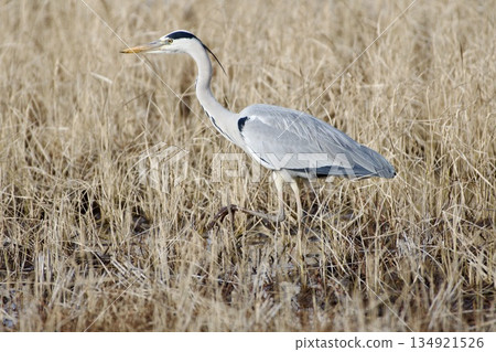 Gray heron heron / Japan 134921526