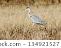 Gray heron heron / Japan 134921527