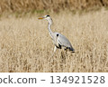 Gray heron heron / Japan 134921528