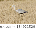 Gray heron heron / Japan 134921529