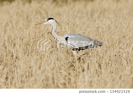 Gray heron heron / Japan 134921529