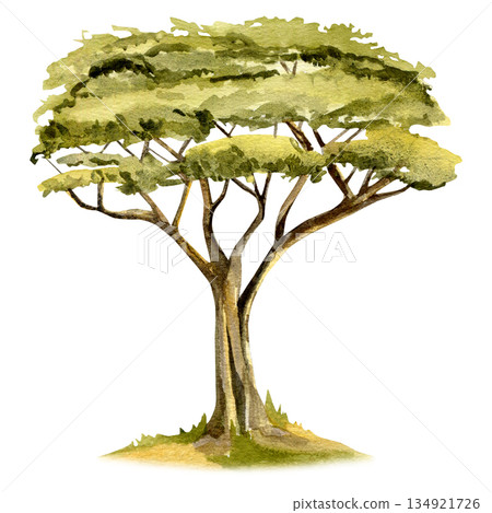 Hand-painted watercolor acacia tree illustration. African savanna nature art, safari landscape wall decor Hand-painted watercolor acacia tree illustration. African savanna nature art, safari landscape wall decor 134921726
