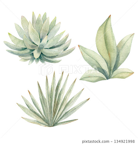 Watercolor succulent set inspired by African safari parks. Hand-painted cacti, aloe, and desert plants Watercolor succulent set inspired by African safari parks. Hand-painted cacti, aloe, and desert plants 134921998
