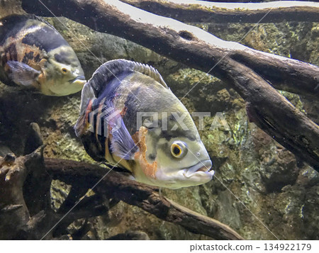 tropical fish swimming in an aquarium tropical fish swimming in an aquarium 134922179