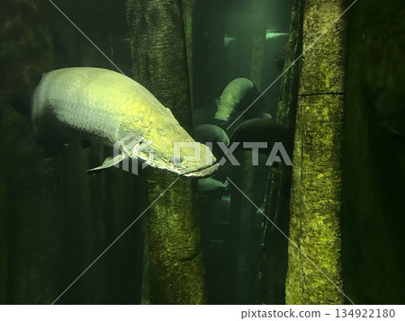 tropical fish swimming in an aquarium tropical fish swimming in an aquarium 134922180