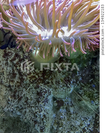 anemone on stone inside an aquarium 134922183