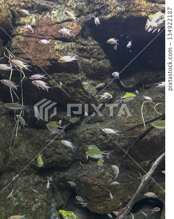 tropical fish swimming in an aquarium tropical fish swimming in an aquarium 134922187