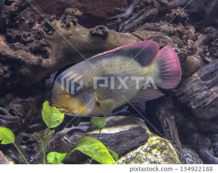 tropical fish swimming in an aquarium tropical fish swimming in an aquarium 134922188