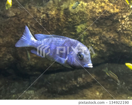 tropical fish swimming in an aquarium tropical fish swimming in an aquarium 134922190