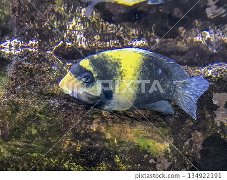 tropical fish swimming in an aquarium tropical fish swimming in an aquarium 134922191