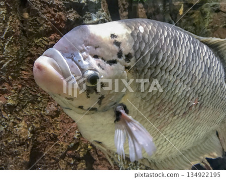 tropical fish swimming in an aquarium 134922195
