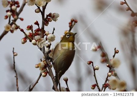 The best match of spring: plum blossoms and Mejiro II 134922378