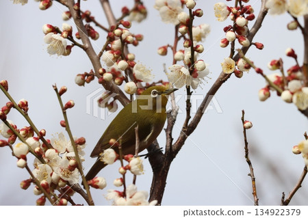 春天最完美的搭配：梅花與目白 134922379