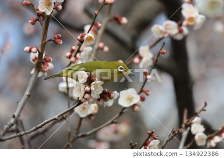 春天的最佳搭配:梅花與目白 春天的最佳搭配:梅花與目白 134922386