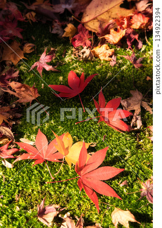秋色灑落在綠茵之上：鮮豔的落葉整齊地排列在苔蘚上。 134922394