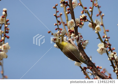 擁有時尚白色眼圈的白眼族－第三部分 134922405