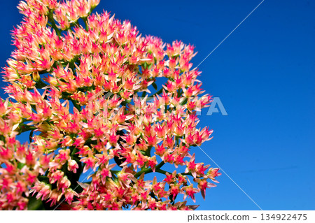 Hylotelephium spectabile is a species of flowering plant in the family Sedum. 134922475