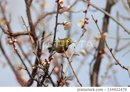 被梅花林的香氣吸引,繡眼鳥變得活躍起來——第二部 被梅花林的香氣吸引,繡眼鳥變得活躍起來——第二部 134922476