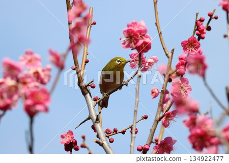 Attracted by the scent of the plum grove, the Japanese white-eyes become active. 134922477