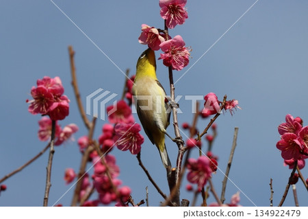 Attracted by the scent of the plum grove, the Japanese white-eyes become active - 5 134922479