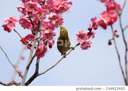 被梅花林的香氣吸引,繡眼鳥變得活躍起來-Kyu 被梅花林的香氣吸引,繡眼鳥變得活躍起來-Kyu 134922483