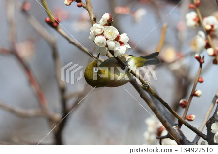 被梅花林的香氣吸引，繡眼鳥變得活躍起來－1 134922510