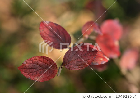 紅葉 134922514