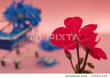 Flower delivery concept: a cart with blue chrysanthemums and red geraniums on a pastel background 134922545