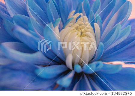 Close-up macro shot of a vibrant blue chrysanthemum flower, highlighting unusual color 134922570