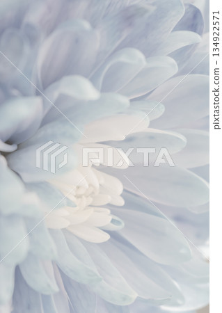 Airy, pastel floral abstract background with soft focus petals, emphasizing lightness and delicacy 134922571