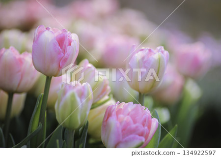 Pale pink tulips, softly blurred spring background Pale pink tulips, softly blurred spring background 134922597