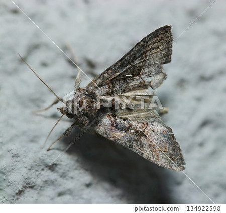 Adult Ezo chrysanthemum moth enduring the early winter cold (Macro photography of insect ecology in the Japanese outdoor field) Adult Ezo chrysanthemum moth enduring the early winter cold (Macro photography of insect ecology in the Japanese outdoor field) 134922598