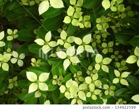 常綠的山布思花在初夏盛開 常綠的山布思花在初夏盛開 134922599