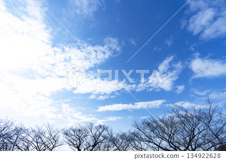 Winter sky, clouds and trees 134922628