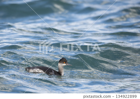 Hajiro Kaiburi 134922899