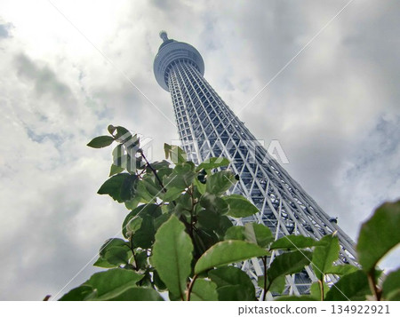 陰天的東京晴空塔 - 150 134922921