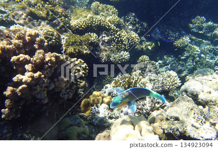 Brain coral Diploria, lobed coral Porites, staghorn coral Acropora and finger coral Porites Brain coral Diploria, lobed coral Porites, staghorn coral Acropora and finger coral Porites 134923094