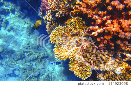 Bright reef scene in Red sea Egypt with staghorn coral Acropora, lobed coral Porites and encrusting Bright reef scene in Red sea Egypt with staghorn coral Acropora, lobed coral Porites and encrusting 134923098