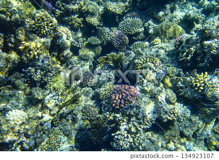 Colorful coral reef ecosystem in the Red Sea, filled with diverse corals and marine organisms. Colorful coral reef ecosystem in the Red Sea, filled with diverse corals and marine organisms. 134923107