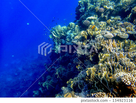 Coral reef underwater scene. Marine ecosystem with tropical fish in blue clear water, aquatic 134923116