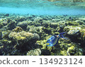 Fish near coral reef underwater. Tropical marine life in blue ocean habitat, biodiversity of aquatic 134923124