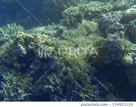 Green and blue toned reef in Red sea Egypt with staghorn coral Acropora, finger coral Porites, lobed Green and blue toned reef in Red sea Egypt with staghorn coral Acropora, finger coral Porites, lobed 134923129