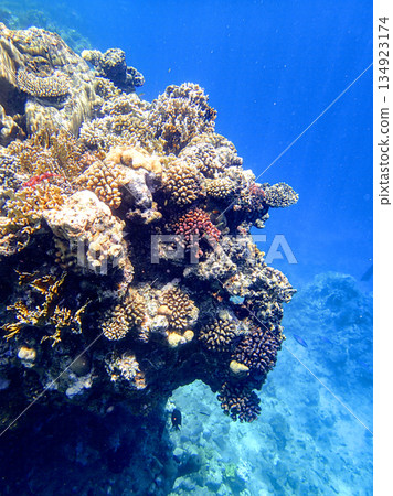 Vertical reef wall in Red sea Egypt with lobed coral Porites, brain coral Diploria, staghorn coral 134923174