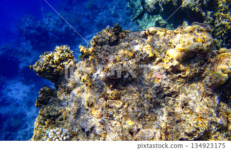 Close-up view of a coral formation in the Red Sea, showing detailed reef texture illuminated by 134923175
