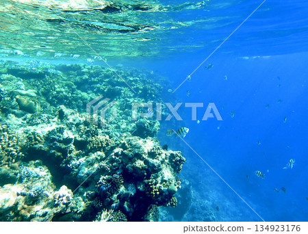 Colorful coral reef in clear blue tropical sea with striped fish swimming around. Underwater view of 134923176
