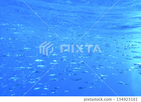 School of sardines Sardinella swimming in open blue water of Red sea Egypt creating dynamic marine School of sardines Sardinella swimming in open blue water of Red sea Egypt creating dynamic marine 134923181