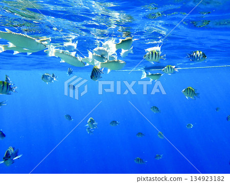 School of sergeant major fish swimming near the water surface in the Red Sea. Tropical marine life 134923182