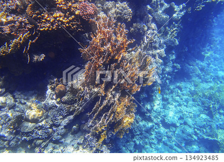 Large sea fan coral Gorgonia growing on vertical reef wall with lobed coral Porites, brain coral Large sea fan coral Gorgonia growing on vertical reef wall with lobed coral Porites, brain coral 134923485
