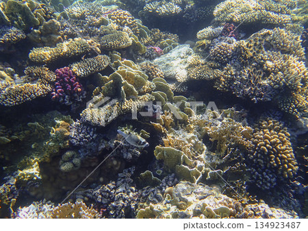 Leaf coral Pavona, staghorn coral Acropora, brain coral Diploria, lobed coral Porites, encrusting 134923487