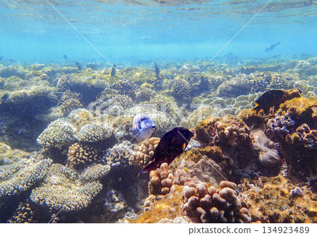 Lobed coral Porites, brain coral Diploria, finger coral Porites compressa and encrusting coral Lobed coral Porites, brain coral Diploria, finger coral Porites compressa and encrusting coral 134923489